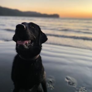 Meet your Posher, Brook